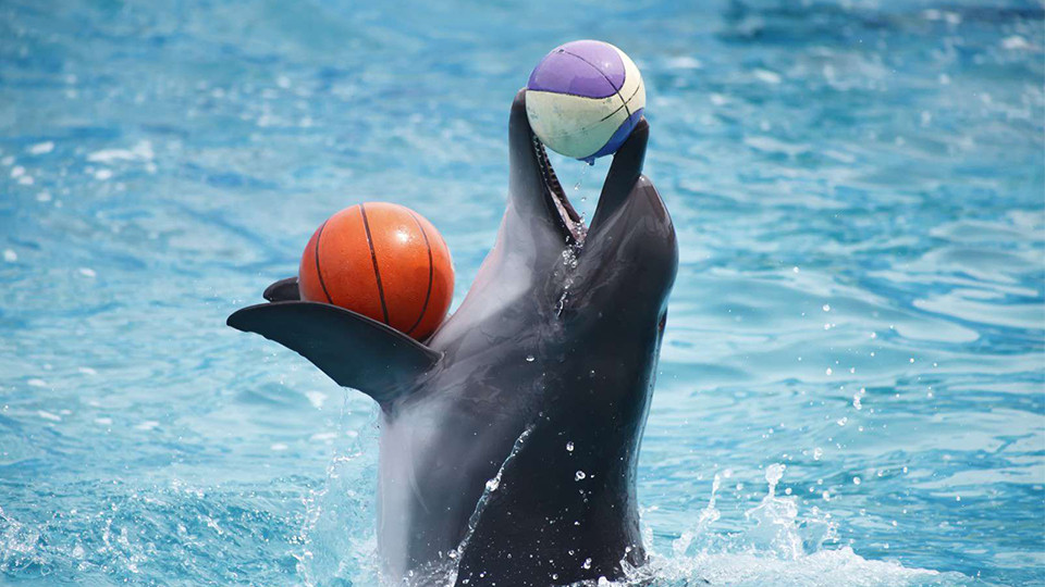 dolphin park