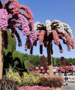 miracle garden Dubai