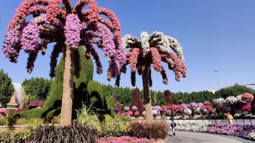 miracle garden Dubai