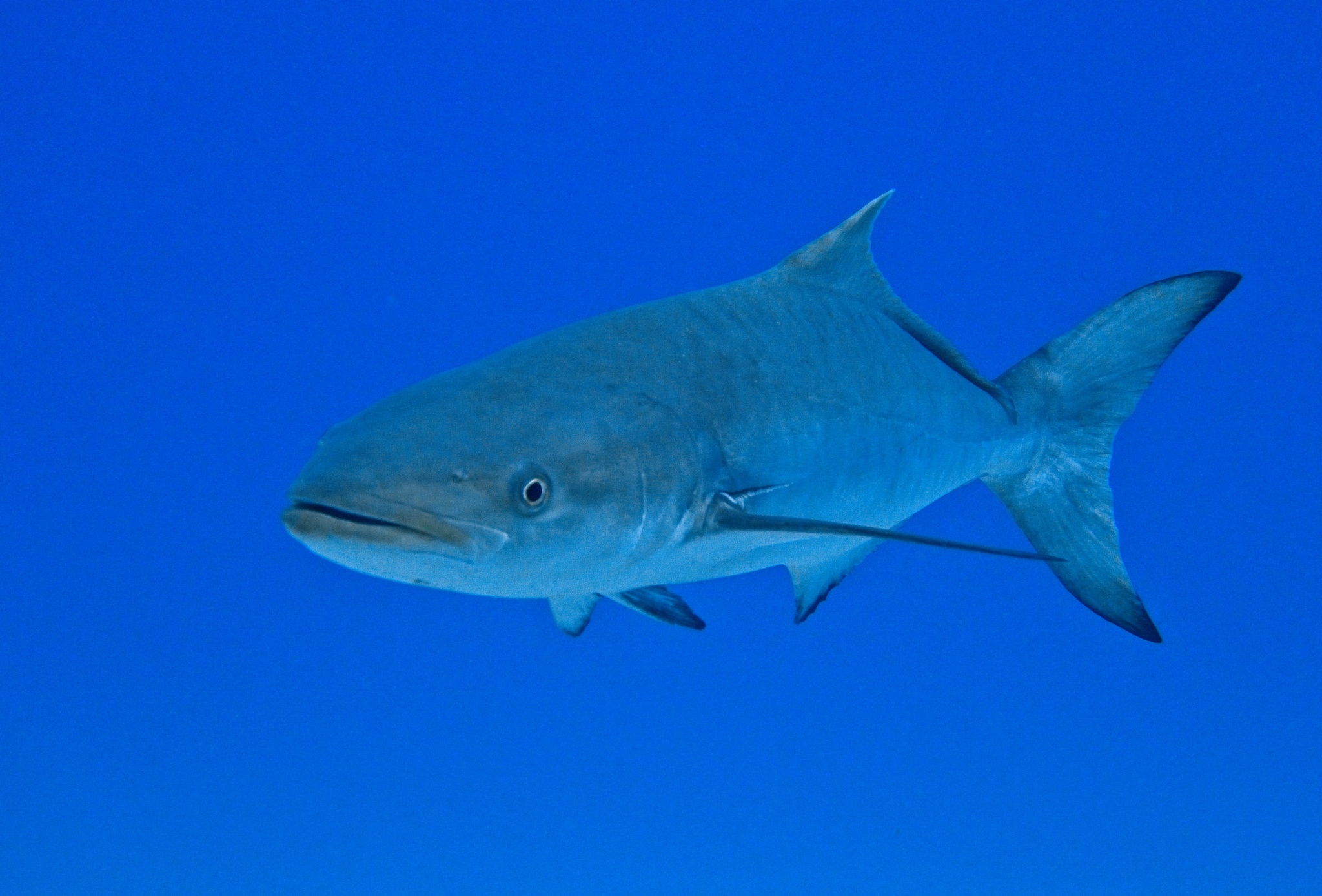 Cobia in Dubai