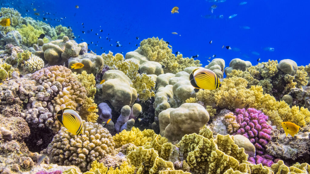 Coral Reefs underwater in Dubai