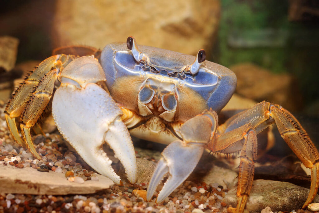 Crustaceans in Dubai sea