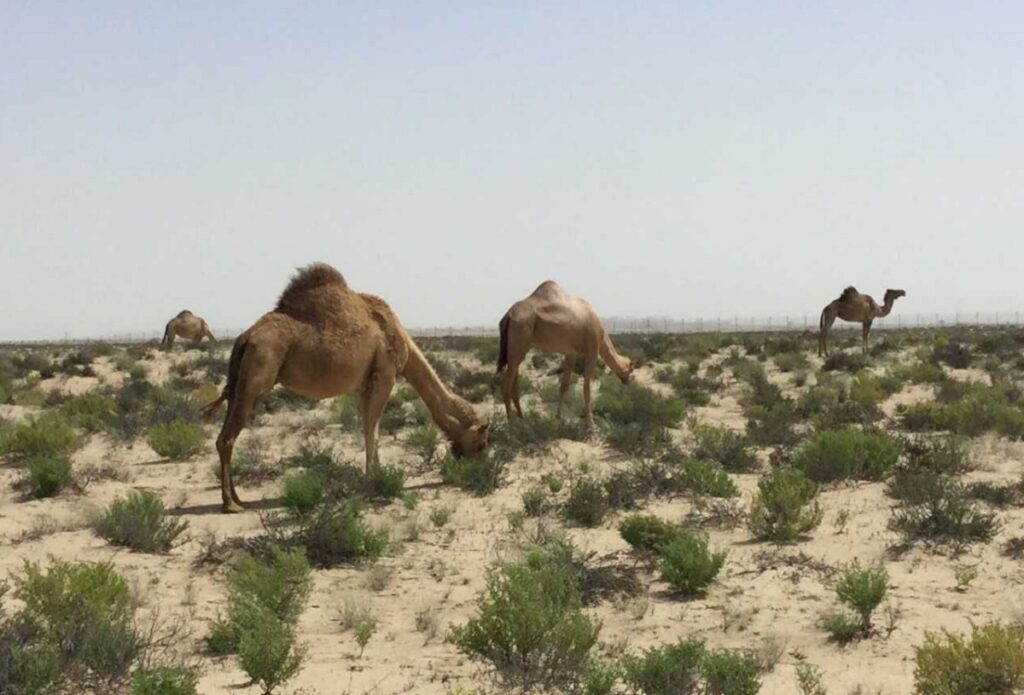 Dubai Desert Safari Rules and regulations