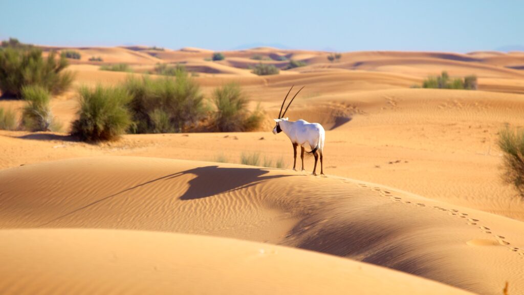 Type of Dubai Desert