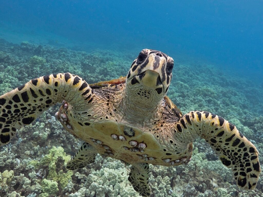 Turtles in Dubai