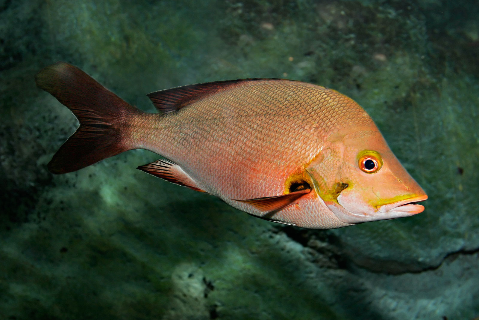 Snapper in Dubai