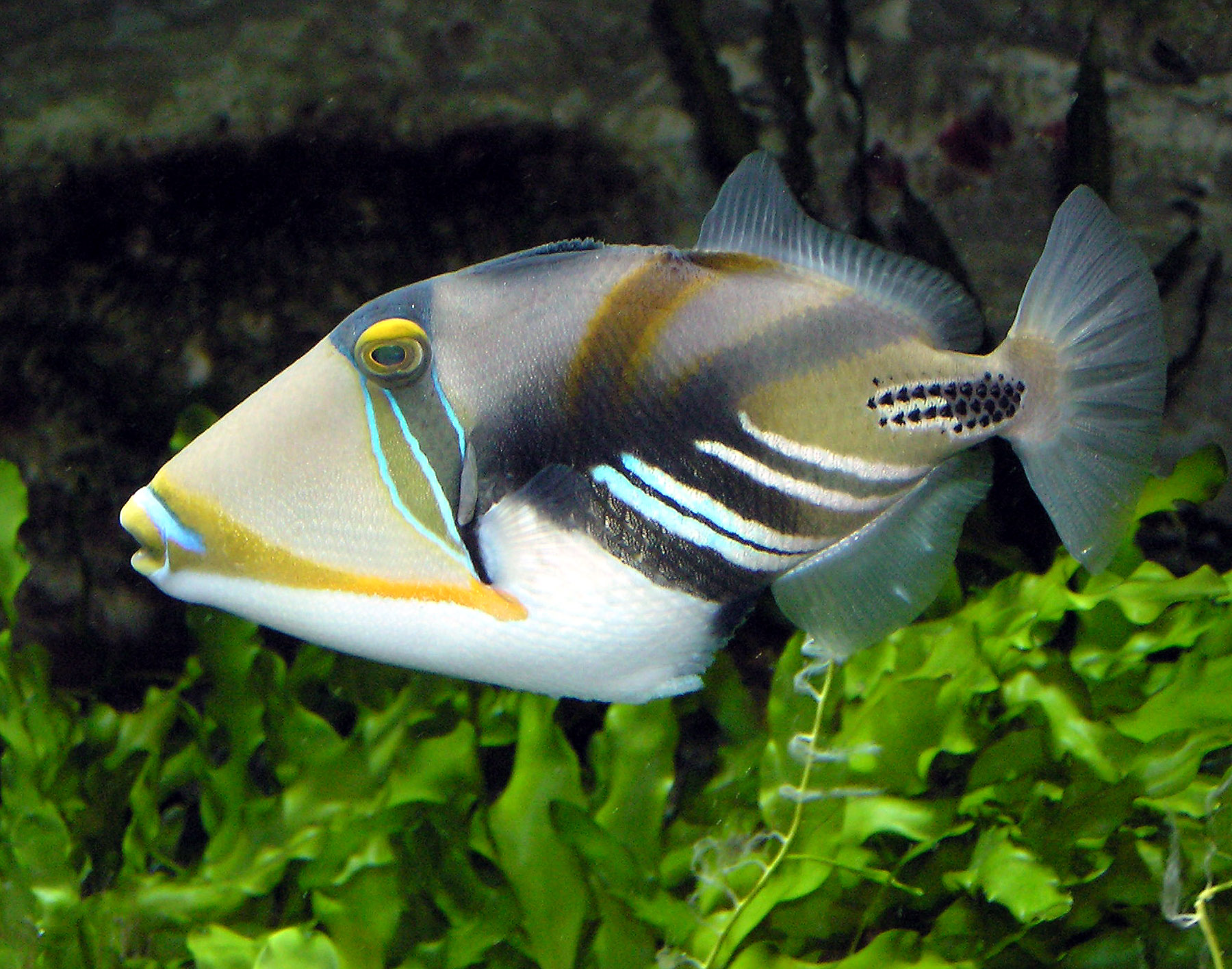 Triggerfish in Dubai