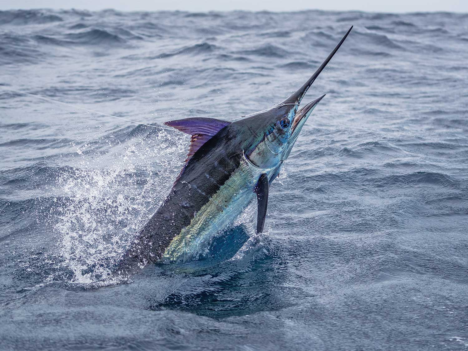 Sailfish in Dubai