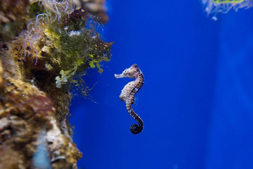 Seahorses in Dubai