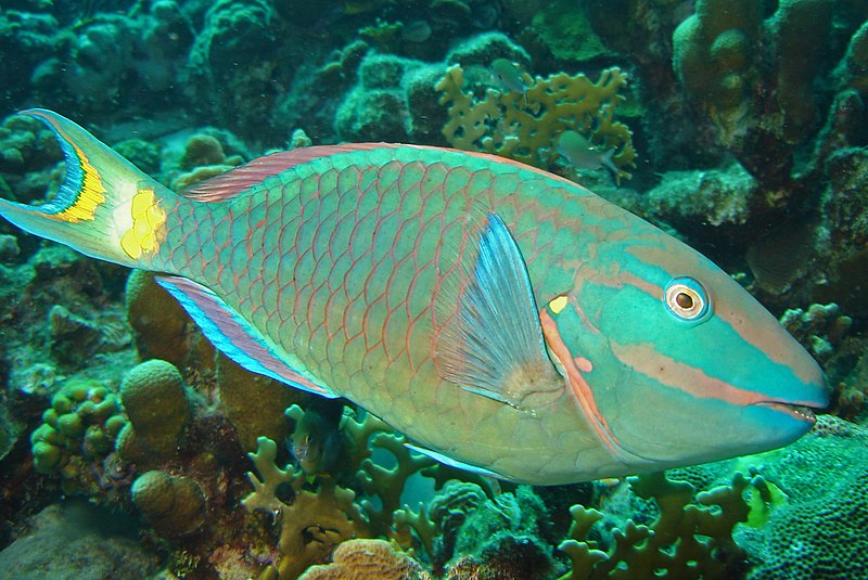 Parrotfish in Dubai