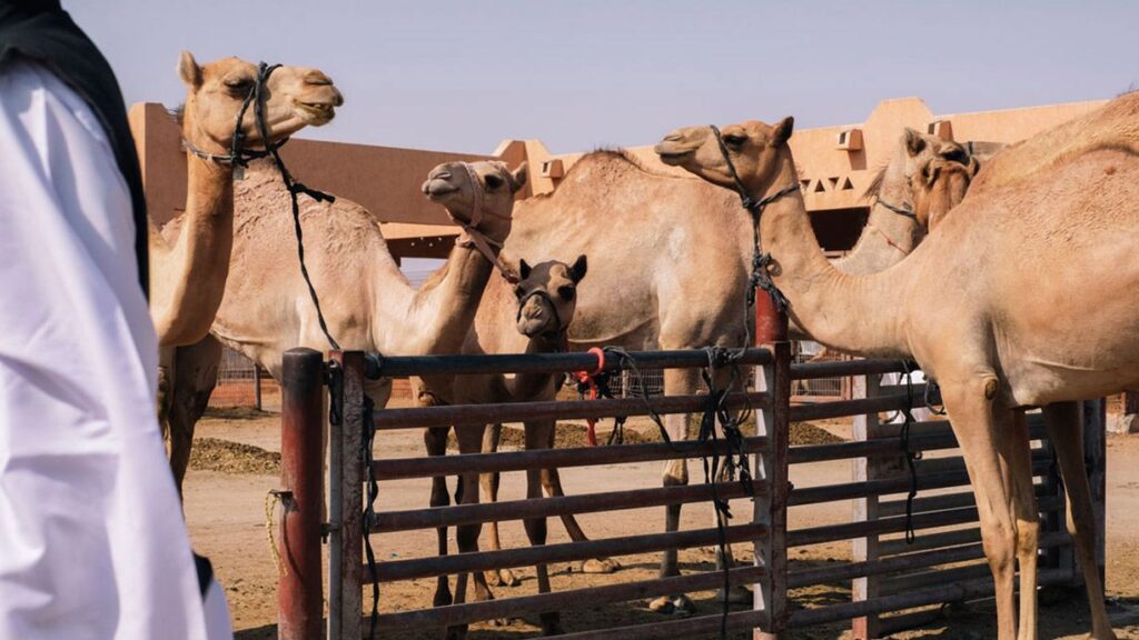 camel livestock in Dubai Desert