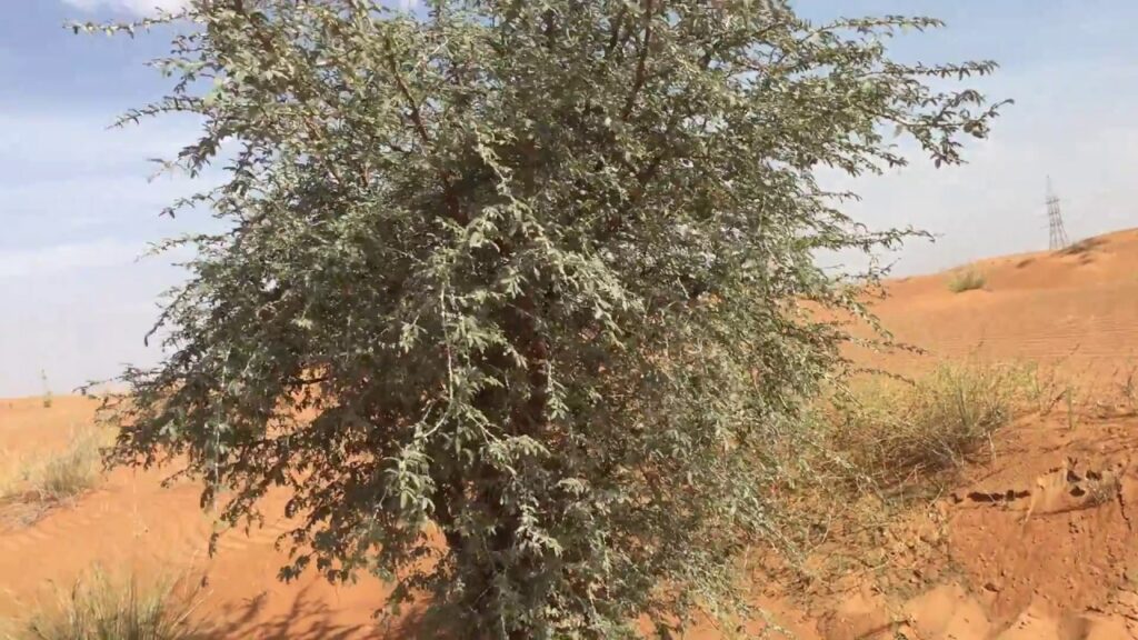 Floral Diversity in Dubai Desert