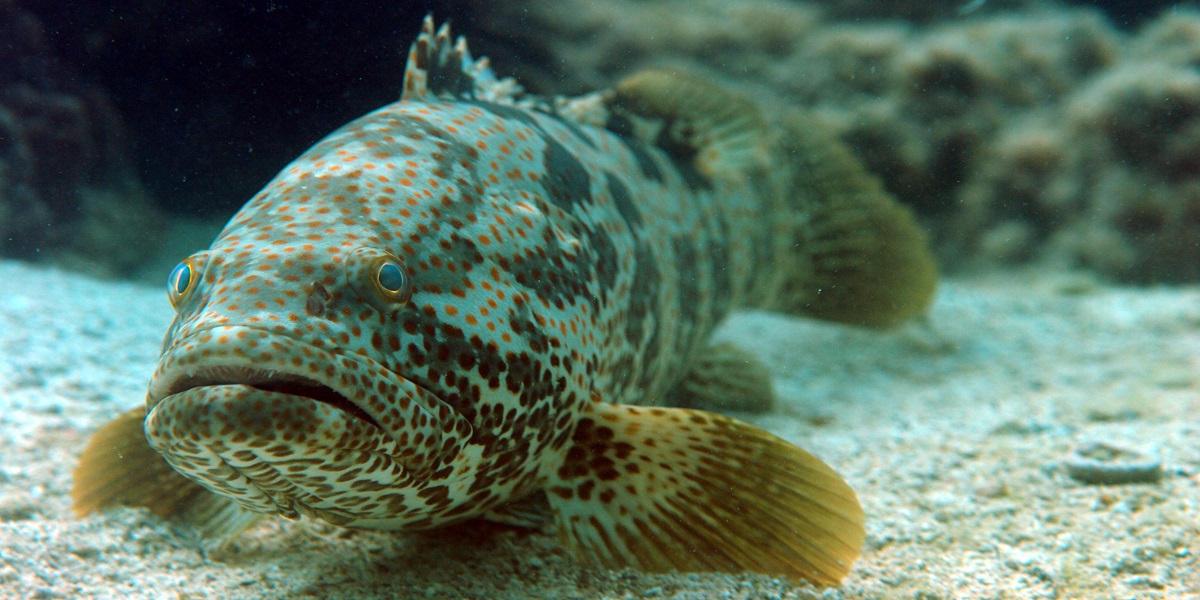 grouper in Dubai