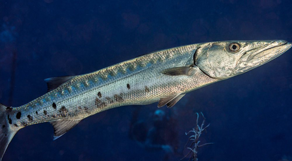 Barracuda in Dubai