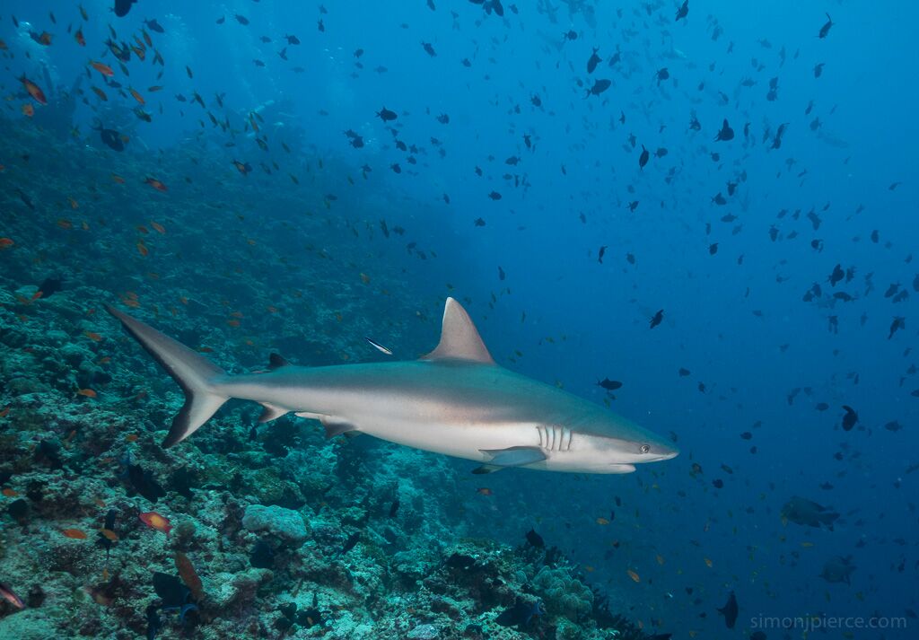 reef sharks in Dubai