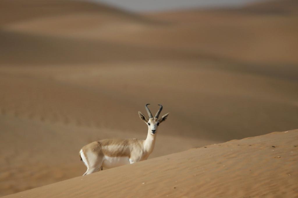 Sand gazelle in Dubai Desert